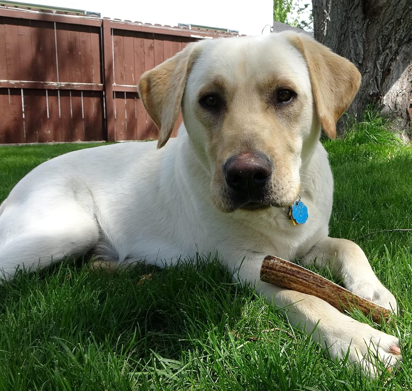 Medium Whole Single Pack (for 20-45 lb Dogs and Puppies) Premium Grade Elk Antler for Dogs (1 Piece) Sourced in The USA