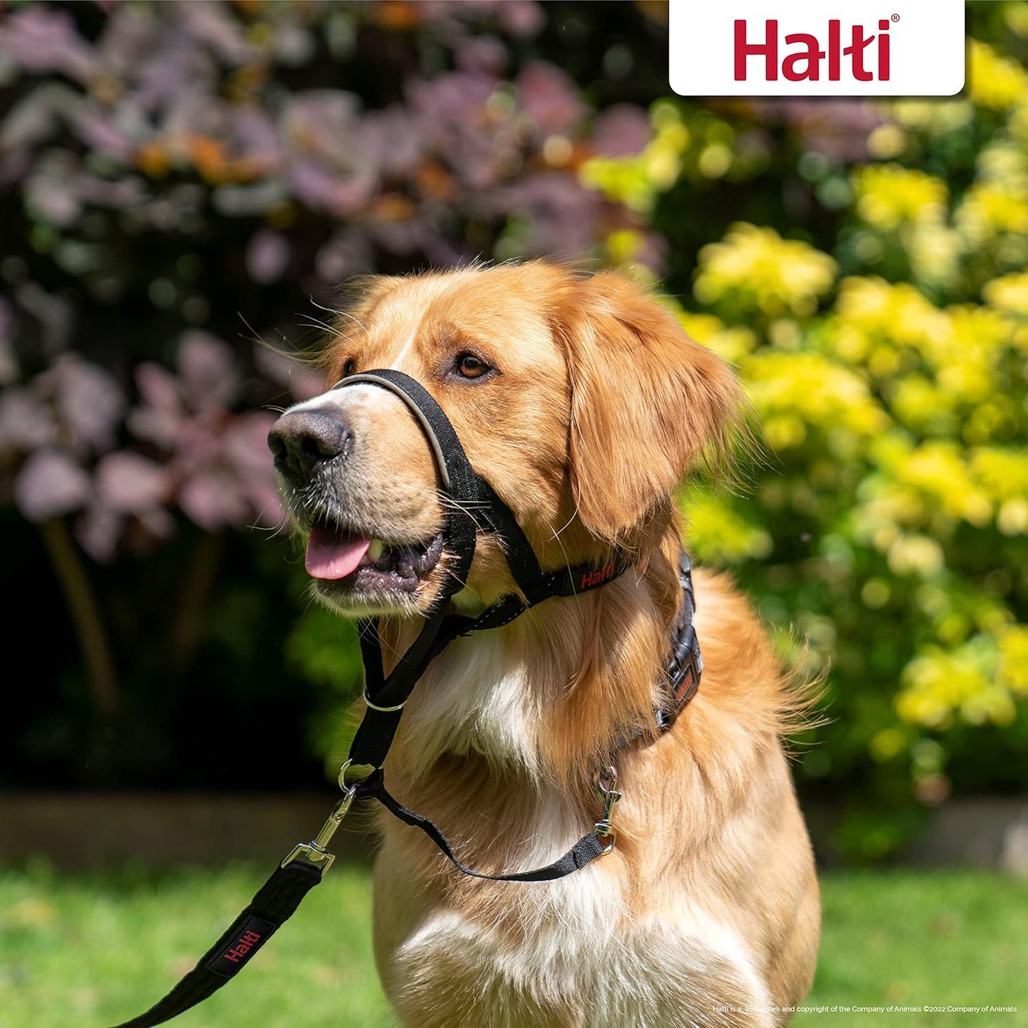 HALTI Headcollar - To Stop Your Dog Pulling on the Leash. Adjustable, Reflective and Lightweight, with Padded Nose Band. Dog Training Anti-Pull Collar for Large Dogs (Size 5, Black)