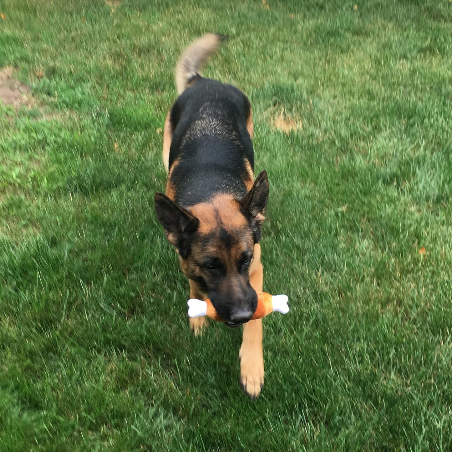 Jalousie 12 Pack Dog Squeaky Toys Cute Plush Toys for Small Medium Dog Pets