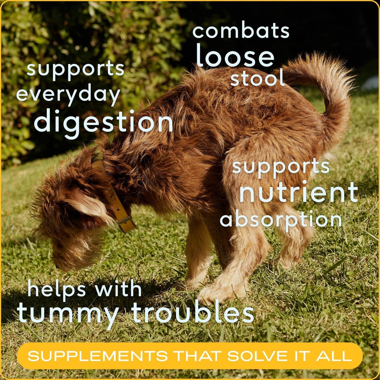Native Pet Dog Wellness Bundle: Beef Bone Broth (48 Servings), Daily Multivitamin (30 Scoops), Pumpkin Fiber Support (30 Scoops), & Omega Oil for Dogs Skin, Coat and Joints (8 Oz.)