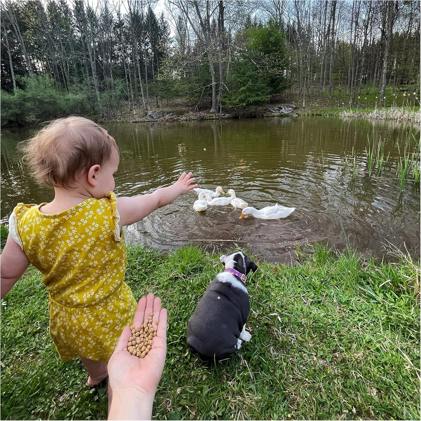 Natural Waterscapes Waterfowl Feed Open Water Diet 40 lb | for Feeding Ducks Geese Swans | Floating Pellets with Niacin for Ducks