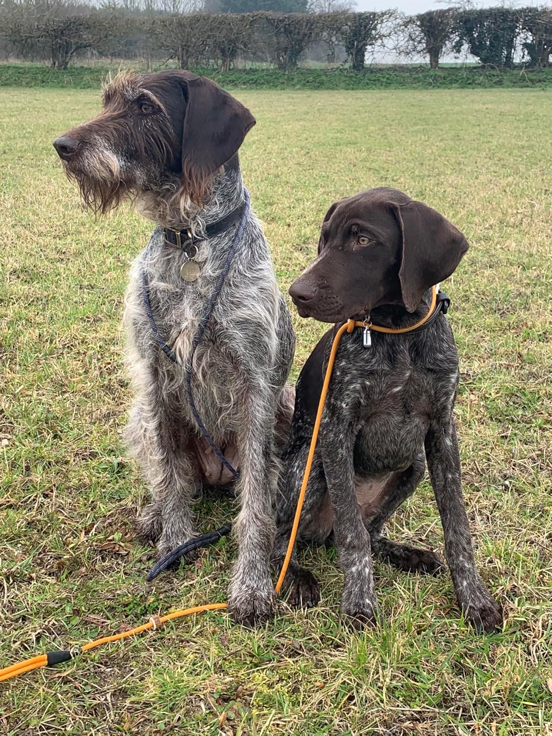 Cesar Millan Slip Lead Leash™ - 2-in-1 Slip Collar Dog Training Lead & Collar | Heavy Duty Durable Weatherproof Rope Leash, No Pull Training | Length 4ft Diameter 4/10”(Regular, Aqua/Purple)