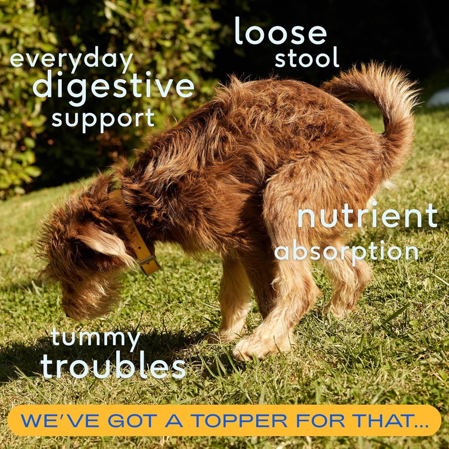 Native Pet Pumpkin for Dogs (60 Scoops) and The Daily Dog Supplement (60 Scoops) - All-Natural, Organic Pumpkin Fiber and 11 in 1 Dog Multivitamin & Supplements