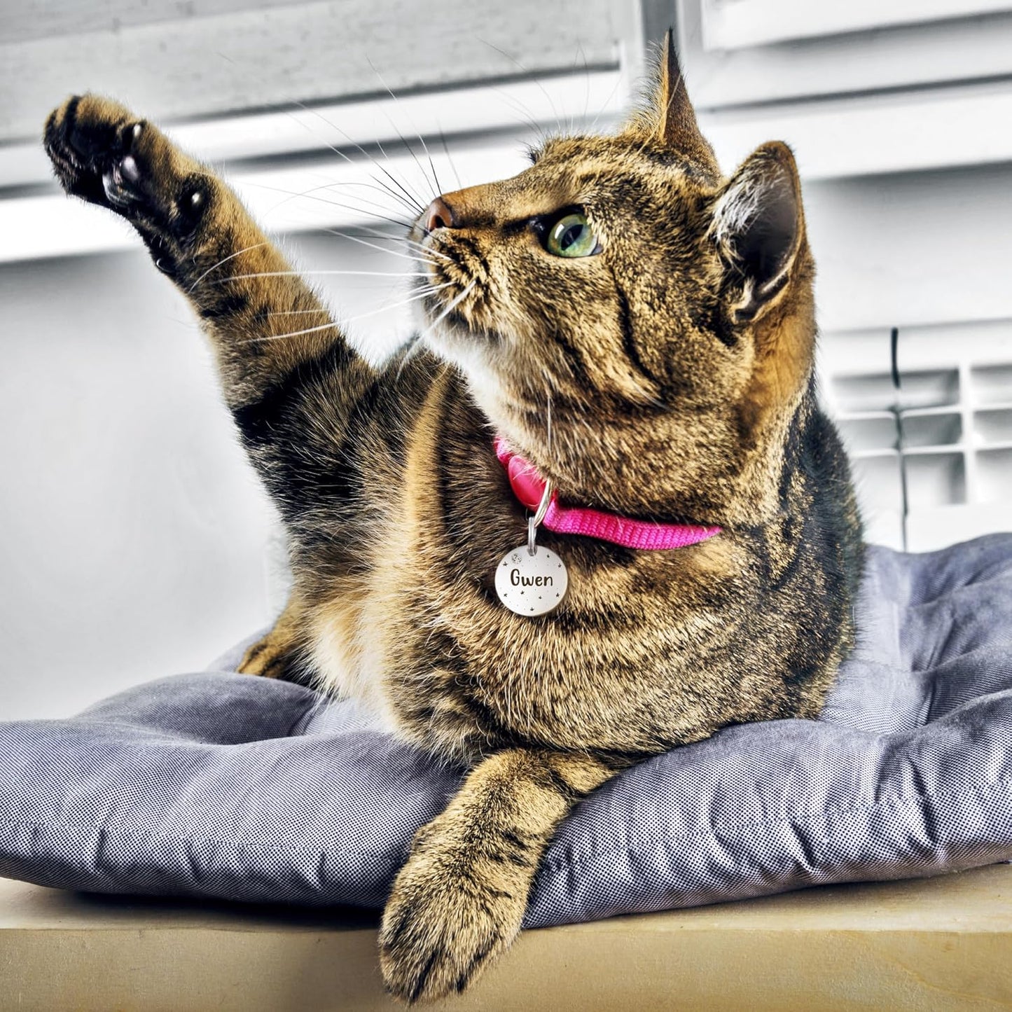 Anavia Small Size Dog Cat ID Tags, Small/XS Personalized Color Plated Stainless Steel Puppy Kitten Name Tags, Customized Engraved Nameplate Pet Collar Tag (Blue, Round)