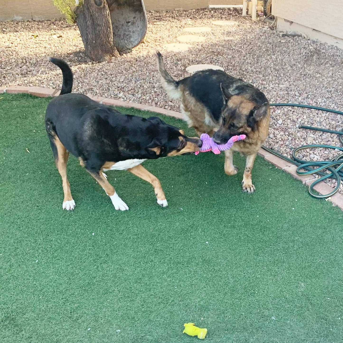 Jalousie Plush Toys Assortment Value Bundle Puppy Pet Mutt Squeak Toy for Medium Large Dogs (5 Pack Corduroy)