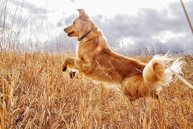 Jump Soft Chews for Daily Joint Care and Endurance Support for Dogs