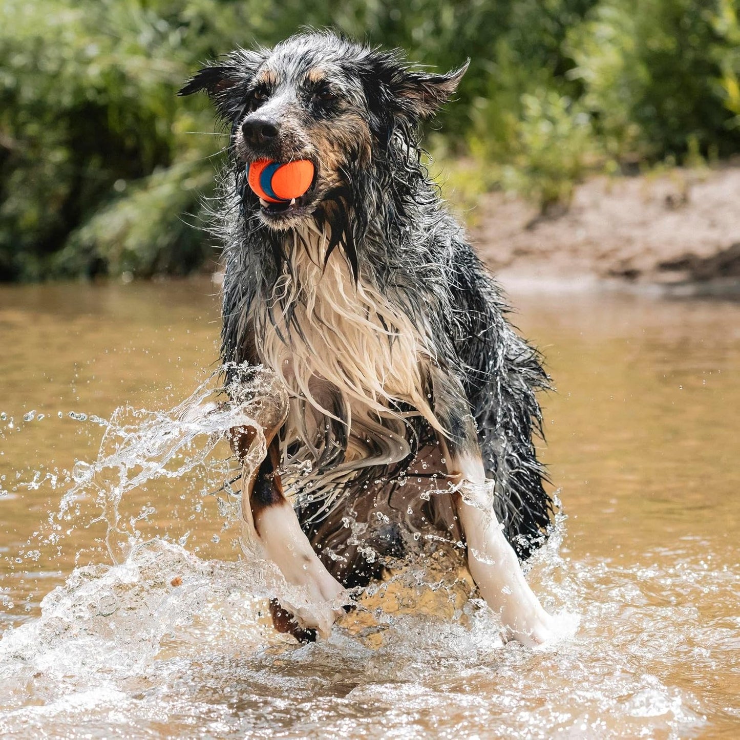 Chuckit! Ultra Ball Dog Toy - Size Large - For Dogs 60-100 lbs - Made from Durable Rubber - Super Bouncy - Floats in Water - 3-inch Diameter - Pack of 1