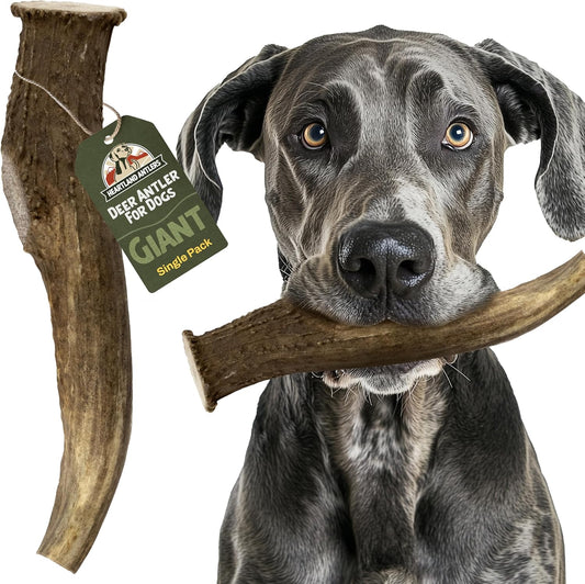 Heartland Deer Antlers for Dogs - Daily Dental Care Chews for Aggressive Chewers to Reduce Plaque & Prevent Destructive Behavior (Giant, 9+", 1-Pack, Grade A, USA Made)