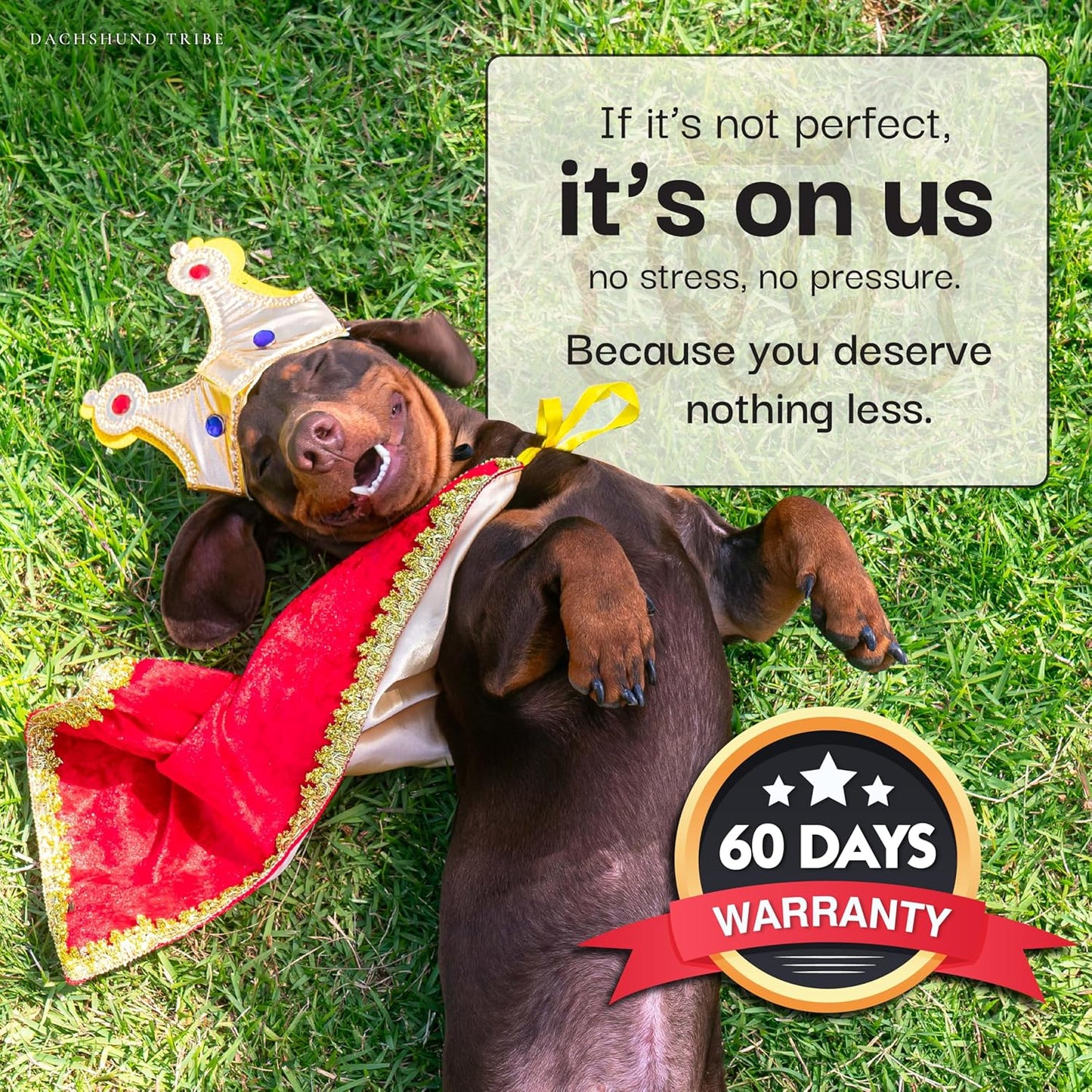 Dog Car Seat for Small Dogs - Safety Booster Bed for Car Travel, Machine Washable Cover, Scratch & Water Resistant, Adjustable, Non-Slip Base (Cream, Small/Medium)