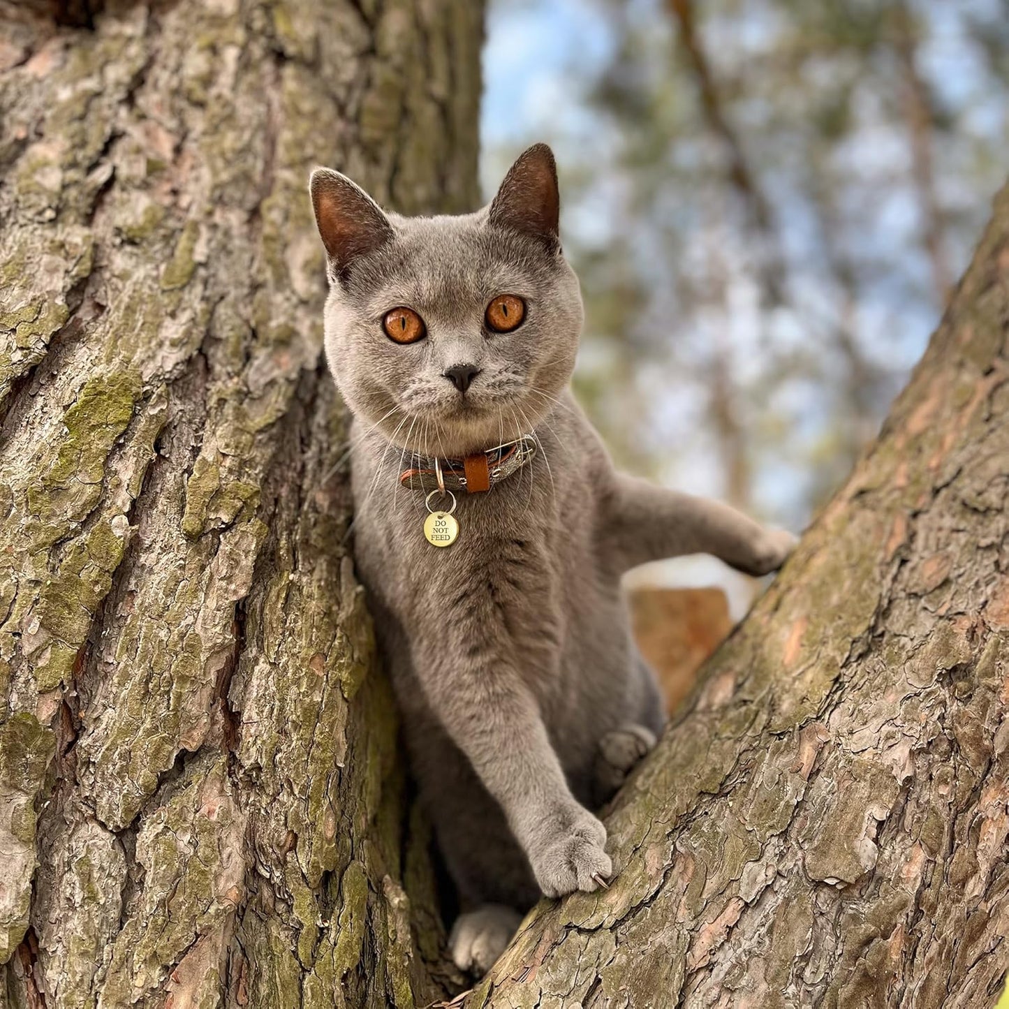 Anavia Small Size Dog Cat ID Tags, Small/XS Personalized Color Plated Stainless Steel Puppy Kitten Name Tags, Customized Engraved Nameplate Pet Collar Tag (Rainbow, XS-Round)