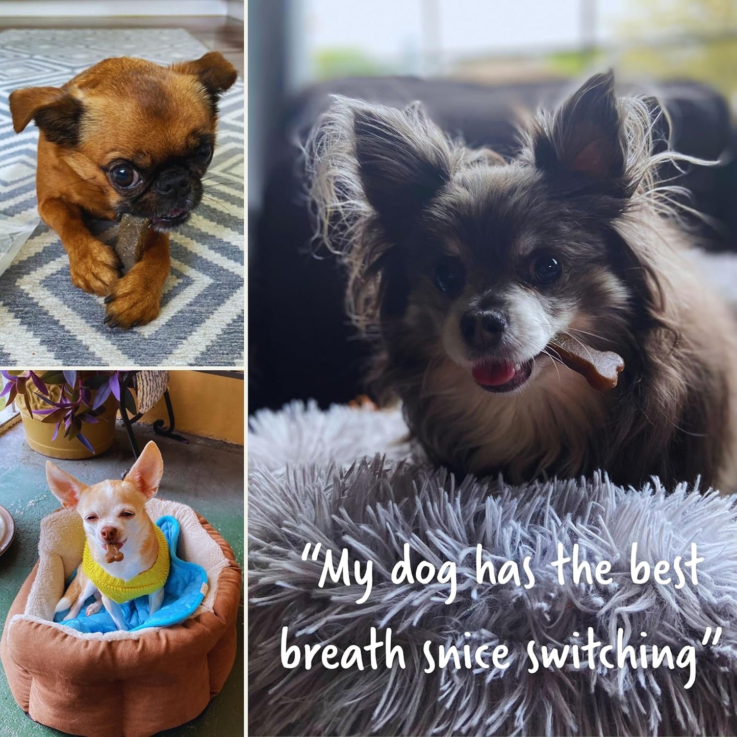 Earthbones (Formerly Terrabones) Dental Chews, Dog Teeth Cleaning Treat, Large, 6 Treats