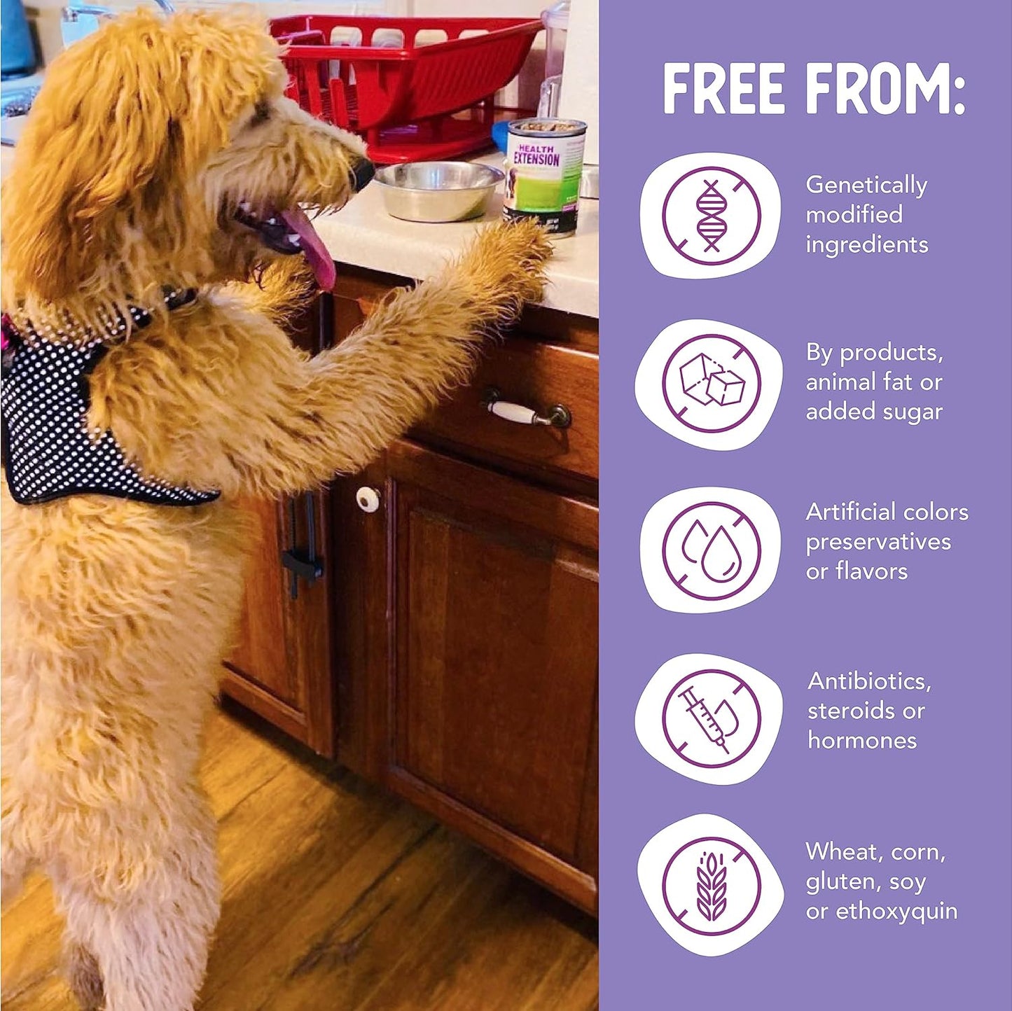 Health Extension 95% Chicken Entrée Wet Dog Food Grain-Free, 12.5 oz – Protein-Rich Recipe, Hydration Support, Ideal for Sensitive Stomachs (Case of 12 Cans)