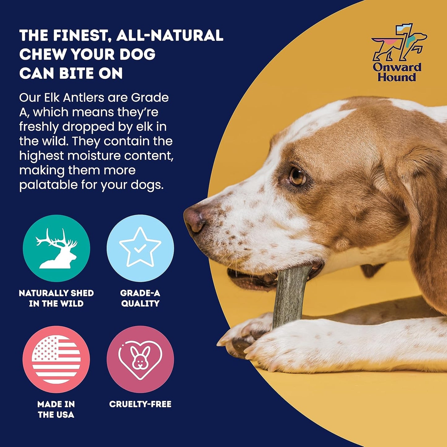 Onward Hound Elk Antlers for Dogs, 8"+ XL 1-Pack, Grade A Long Lasting Chew for Aggressive Chewers, Premium USA Naturally Shed Antler - Healthy, No Odor, Durable Dog Chew for 60-95lb Breeds