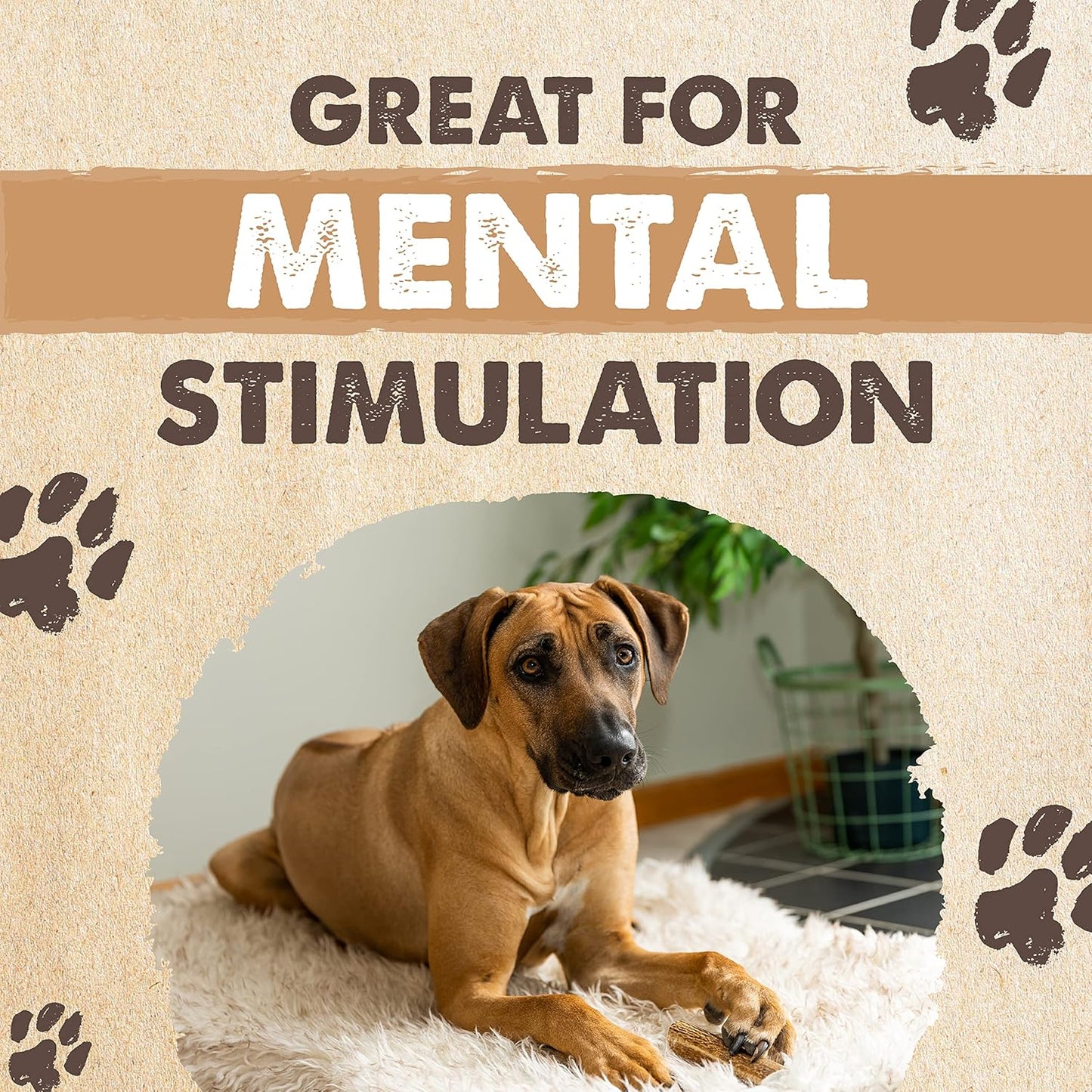 Mighty Paw Split Elk Antlers for Dogs (Sourced in The USA) | 1 Whole Medium 6"+ Long Lasting Bones for Aggressive Chewers - Naturally Shed Split Deer Antler for Dogs - Low Odor Chews (Pack of 1)