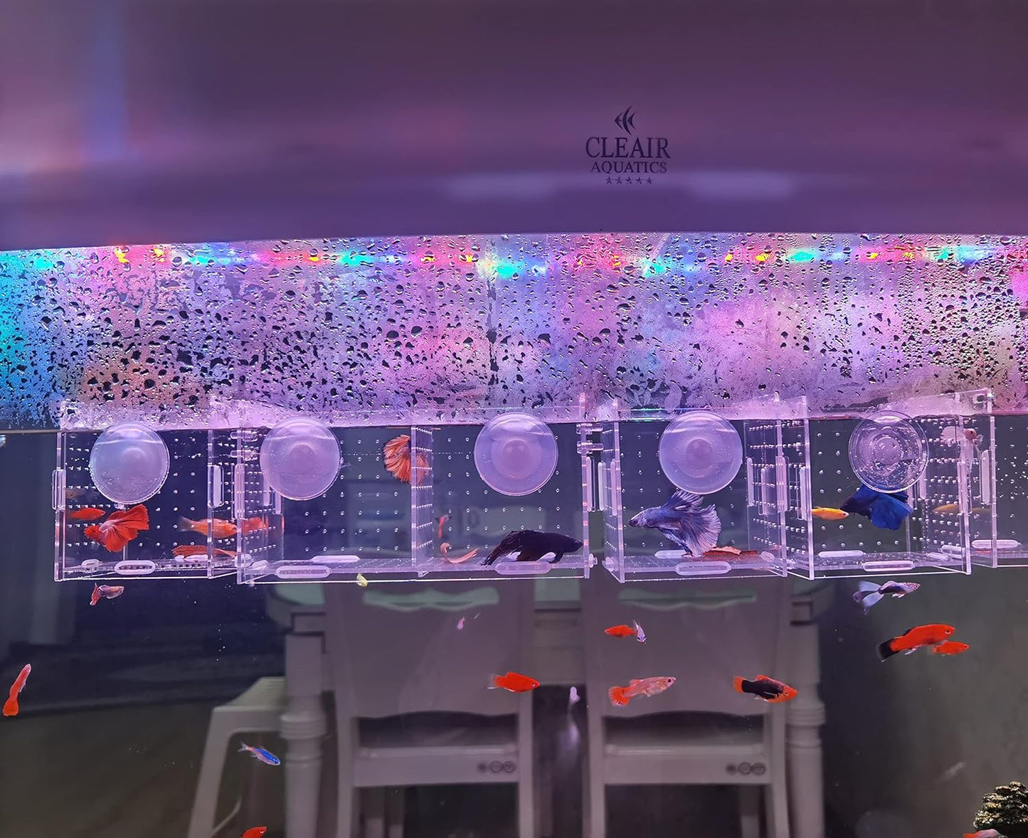 Acrylic Fish breeding Box, Acrylic Fish Isolation Box, Fish Separator for Aquarium, Hatchery Incubator with Suction Cups for Small Baby Fishes Shrimp Clownfish Guppy (3.9 * 3.9 * 3.9inch)