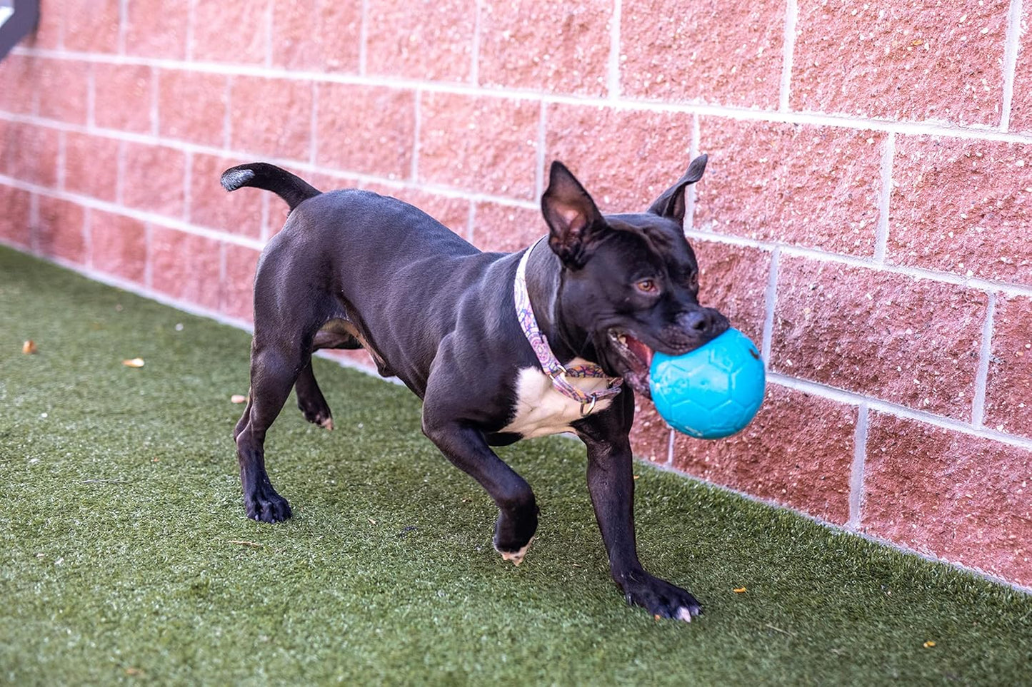 Jolly Pets Large Soccer Ball Floating-Bouncing Dog Toy, 8 inch Diameter, Ocean Blue