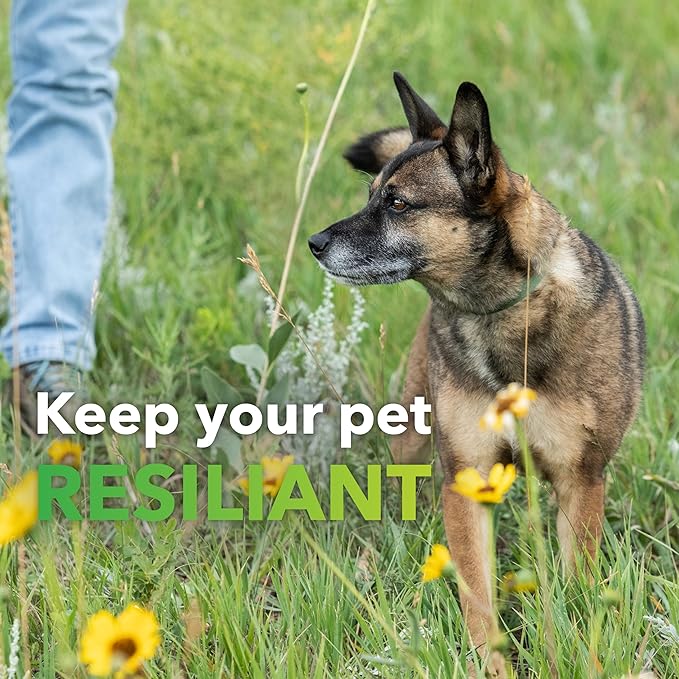 Natural Dog Allergy Relief Supplement with Turmeric - BioResiliant Treat Powder Supplement for Dogs with Seasonal Allergies, Mangosteen Helps Maintain Histamine Levels