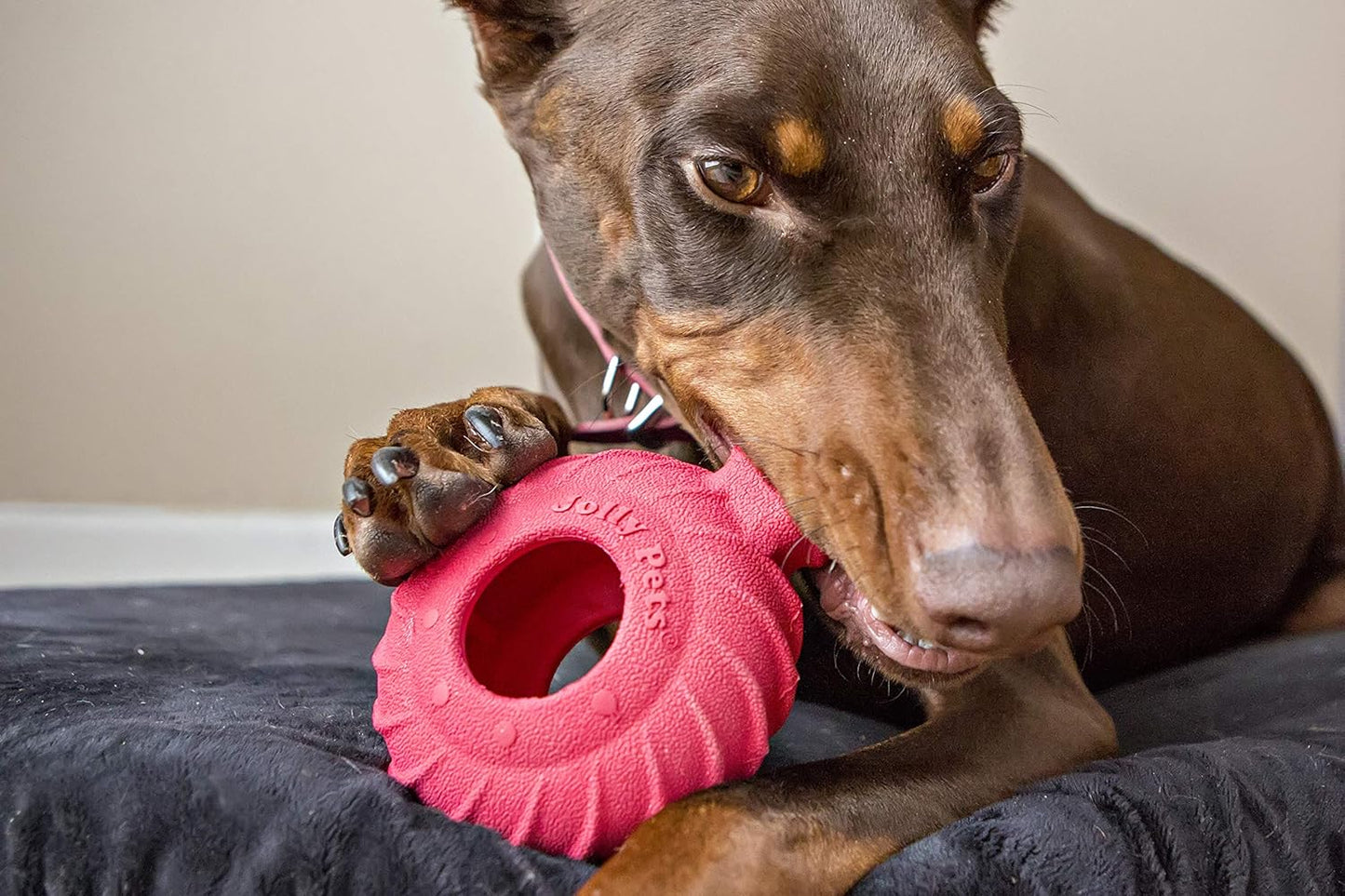 Jolly Pets Tuff Treader Dog Toy with Handle, 6 Inches, Red, Model:JTR23, All Breed Sizes