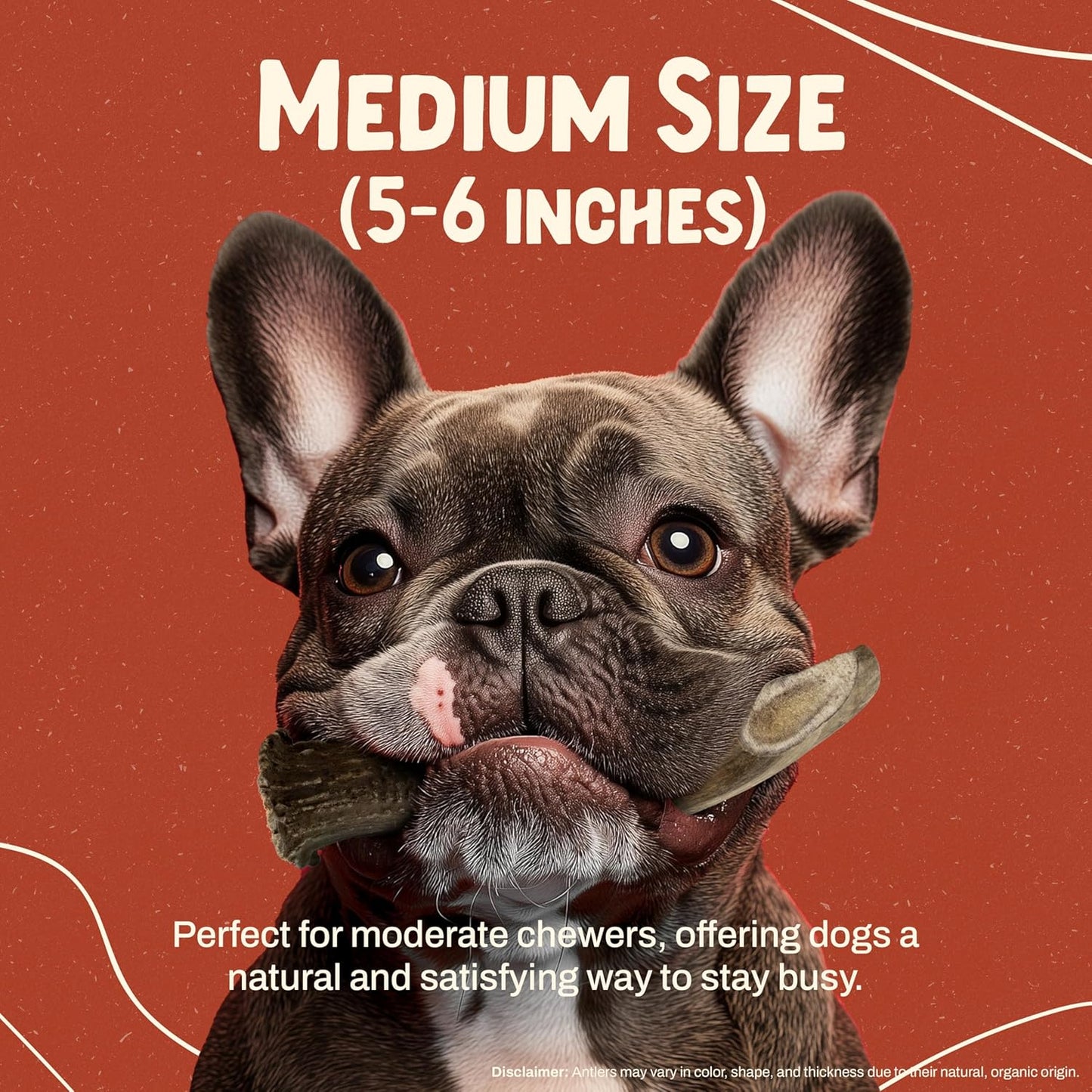 Heartland Deer Antlers for Dogs - Daily Dental Care Chews for Aggressive Chewers to Reduce Plaque & Prevent Destructive Behavior (Splinter Free, Medium, 5–6", 1-Pack, Grade A, USA Made)