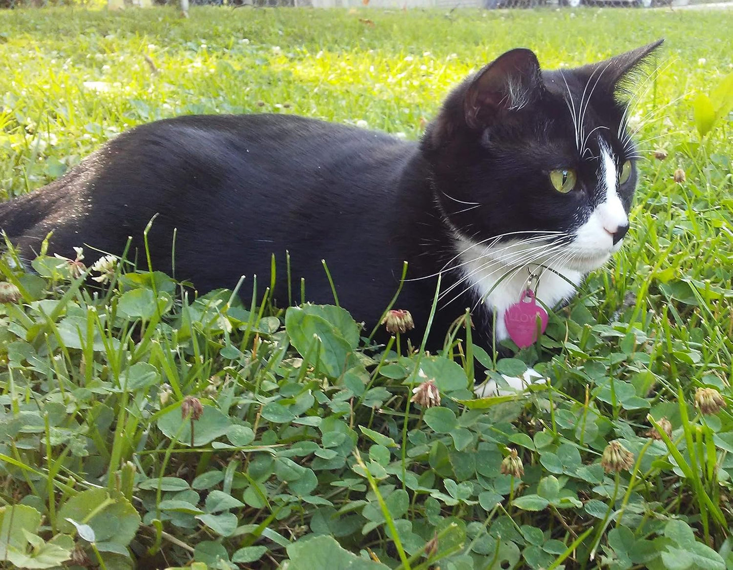 Peppa The Tuxedo Cat - 10" Black and White Plush Toy Stuffed Animals - Based on Real-Life Adopted Pets - Benefiting The Kitten and Cats Animal Shelters They were Adopted from