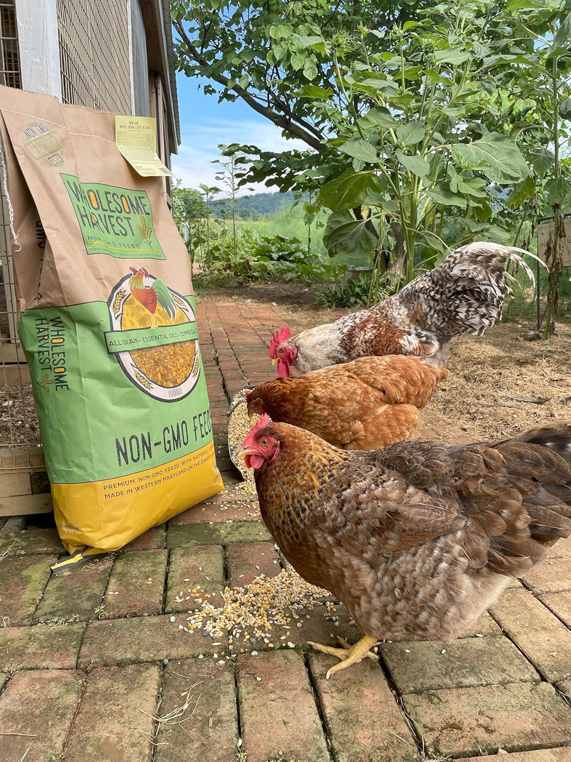 Corn & Soy-Free Chick Starter Feed - All Grain & Non-GMO Chick Food Starter with Omega 3 - Chicken Feed for Growing Healthy Chicks with High-Protein 22% and Probiotics - 10 Lb