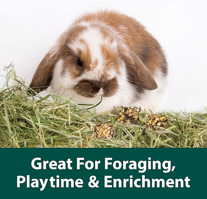 Kaytee Granola Bites with Superfoods Spinach and Carrot for Rats, Mice, Hamsters, Gerbils, Rabbits, Guinea Pigs and Chinchillas, 4.5oz