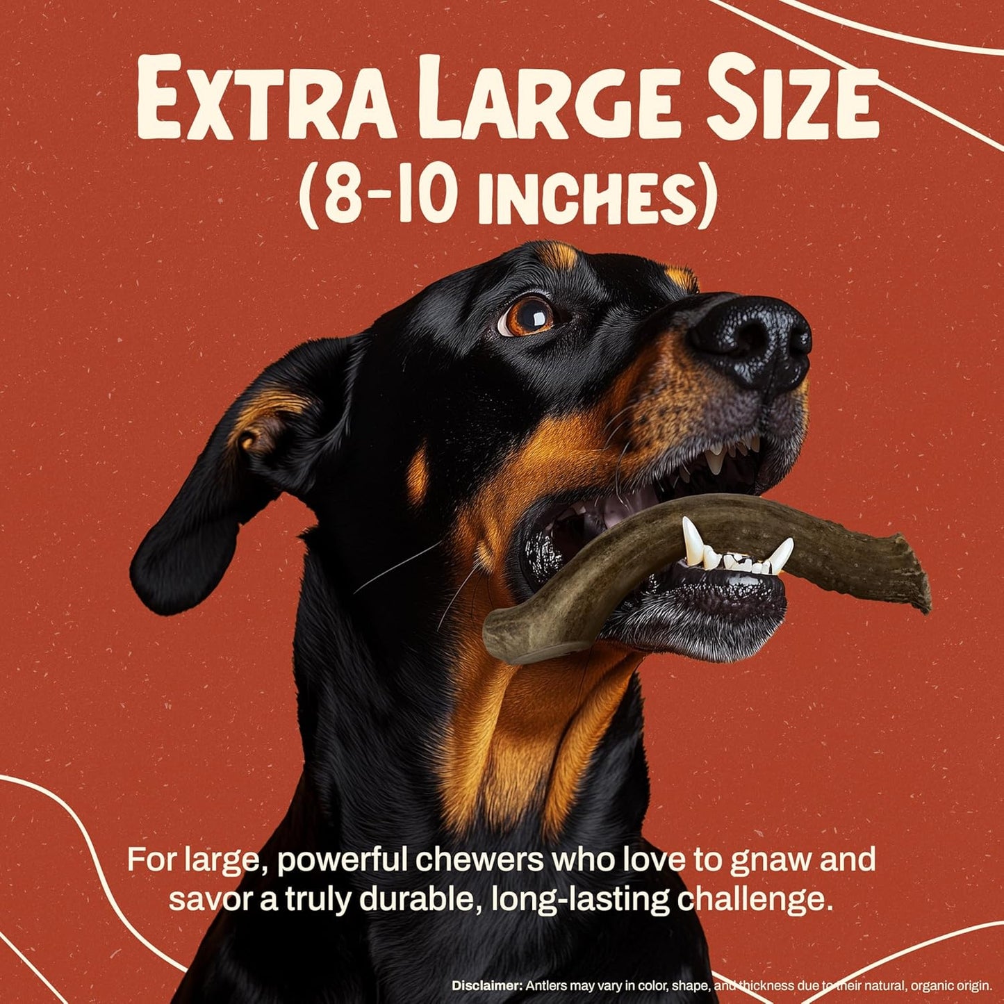 Heartland Deer Antlers for Dogs - Daily Dental Care Chews for Aggressive Chewers to Reduce Plaque & Prevent Destructive Behavior (X-Large, 8-10", 1-Pack, Grade A, USA Made)