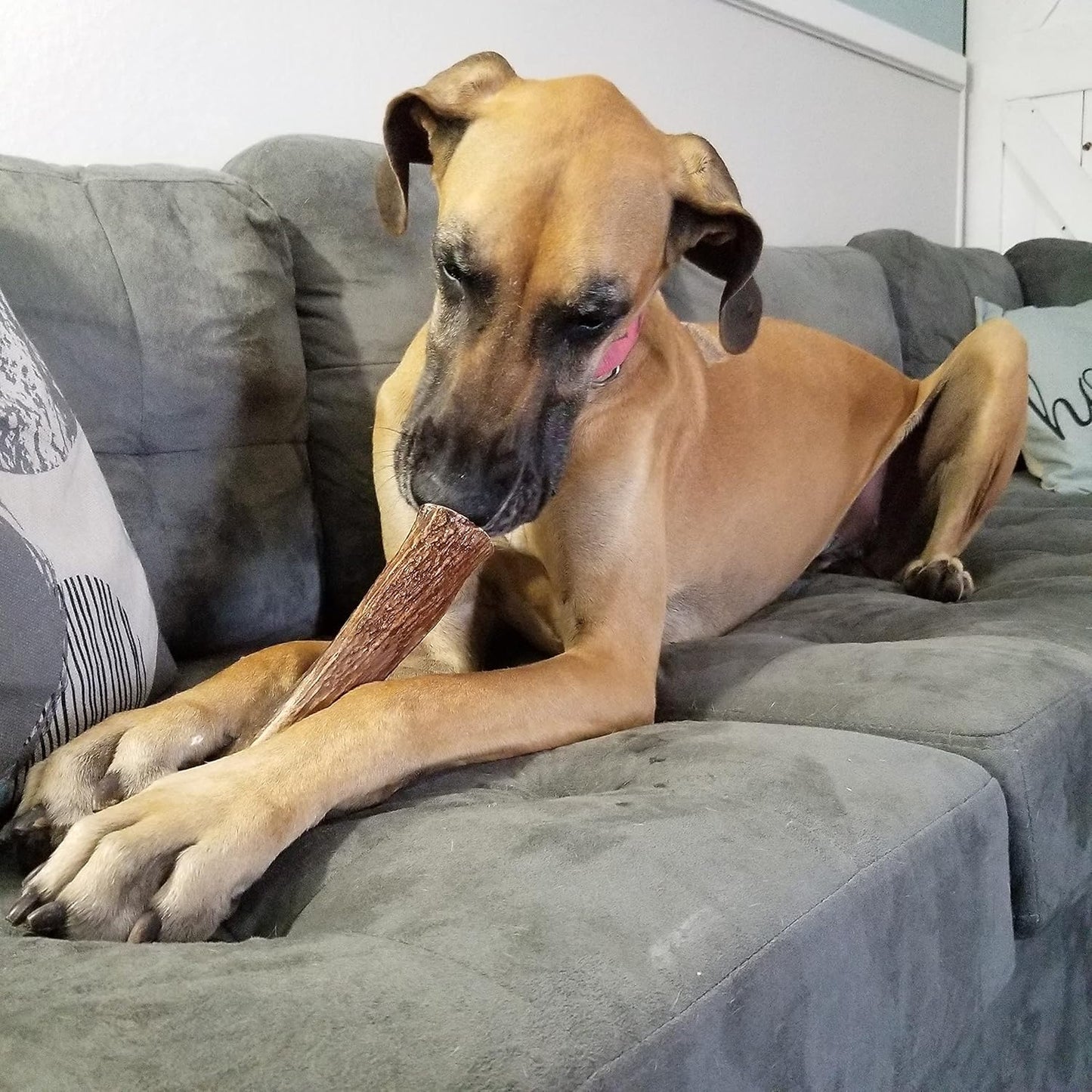 Giant Whole Single Pack (for 75+ lb Dogs) Premium Grade Elk Antler for Dogs (1 Piece) Sourced in The USA