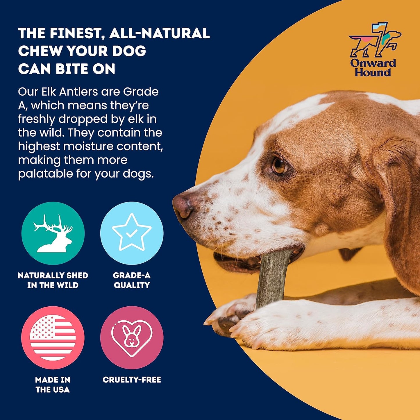 Onward Hound Elk Antlers for Dogs, 7"+ Large 1-Pack, Grade A Long Lasting Chew for Aggressive Chewers, Premium USA Naturally Shed Antler - Healthy, No Odor, Durable Dog Chew for 30-65lb Breeds