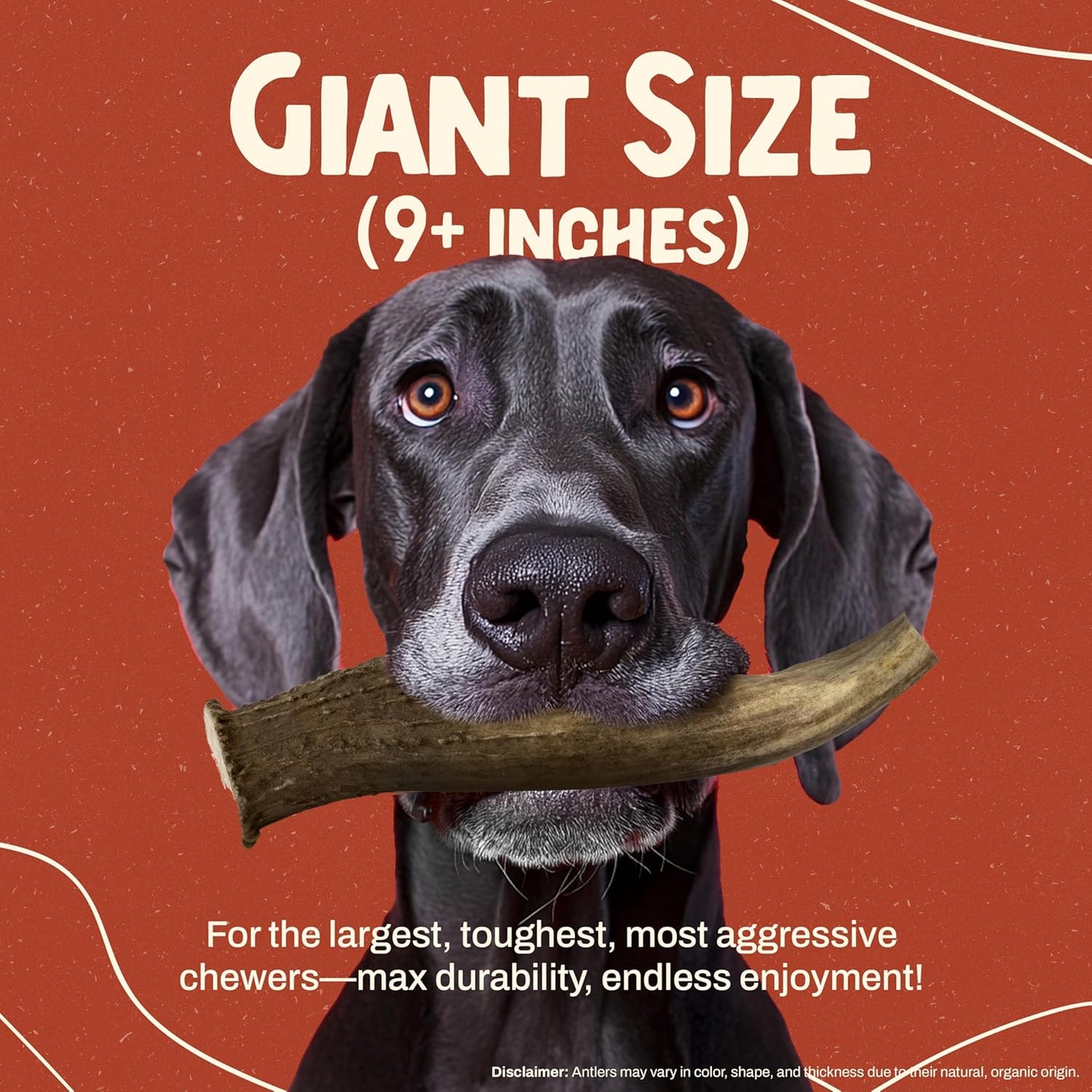 Heartland Deer Antlers for Dogs - Daily Dental Care Chews for Aggressive Chewers to Reduce Plaque & Prevent Destructive Behavior (Giant, 9+", 1-Pack, Grade A, USA Made)